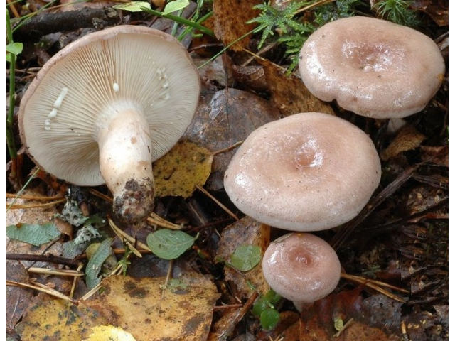 Мицелий Млечника блеклого / Млечник вялый ( Lactarius vietus)